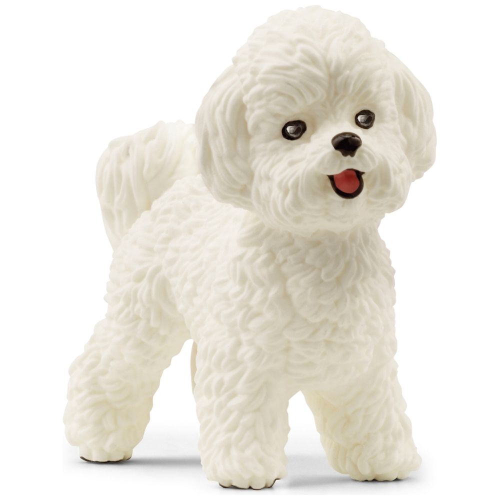 Image of Bichon Frise