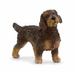 Image of Wire-Haired Dachsund