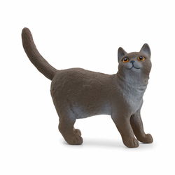 Image of British Shorthair Cat