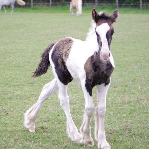 Product 662-0151 - View 6 662-0151 Product Image 6