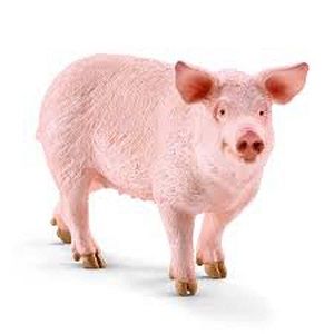 Image of RWSO Pig