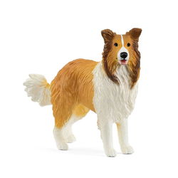 Image of Collie