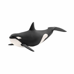 Image of Killer Whale