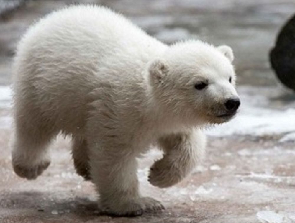 Product 662-0255 - View 5 662-0255 Product Image 5