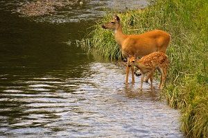 Image of White-tailed Doe