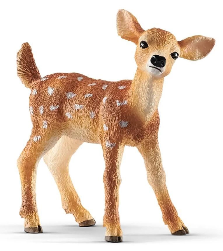 Image of White-tailed Fawn