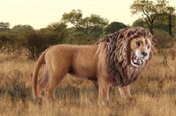 Image of Lion, Roaring