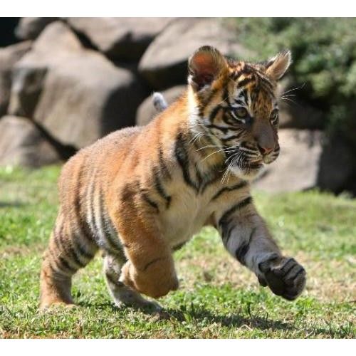 Product 662-0268 - View 5 662-0268 Product Image 5