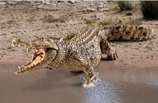 Product 662-0271 - View 7 662-0271 Product Image 7