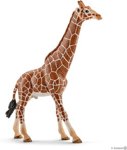 Image of Giraffe, Male