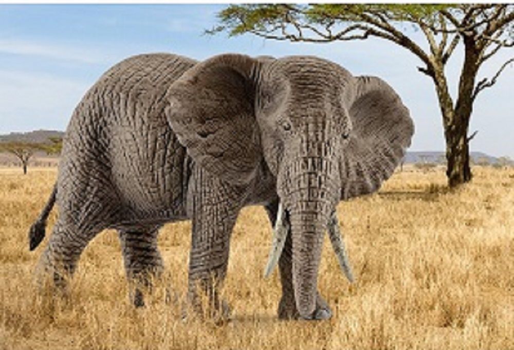 Image of African Elephant, Female