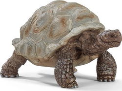 Image of Giant Tortoise