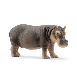 Image of Hippopotamus