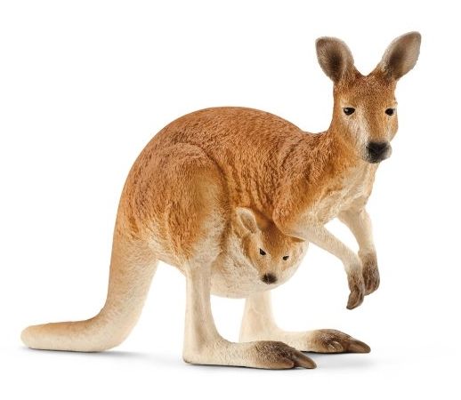 Image of Kangaroo