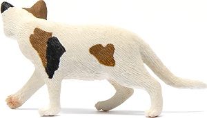 Image of American Shorthair Cat