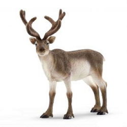 Image of Reindeer