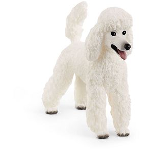 Image of Poodle