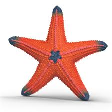 Image of Starfish (Color Change)