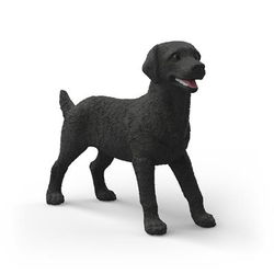 Image of Black Labrador Retriever Female