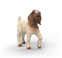 Image of Boer Goat Kid
