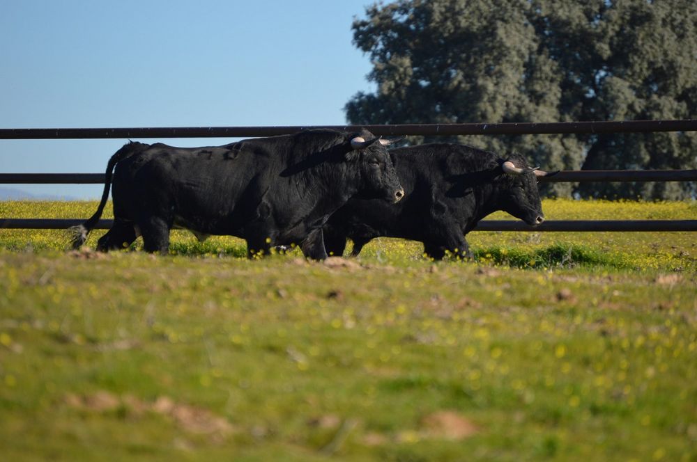 Product 663-0721 - View 5 663-0721 Product Image 5